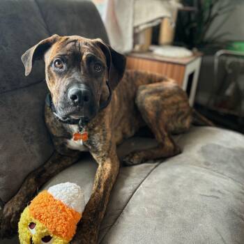 Boxer Dogs Available for Adoption - Bebe | PetCurious