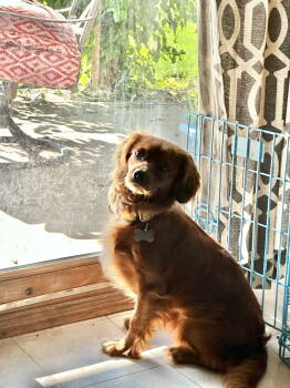 Rescue Cavalier King Charles Spaniel and Poodle Dogs for Adoption in Brandon, South Dakota - Lexus (Lexi) | PetCurious