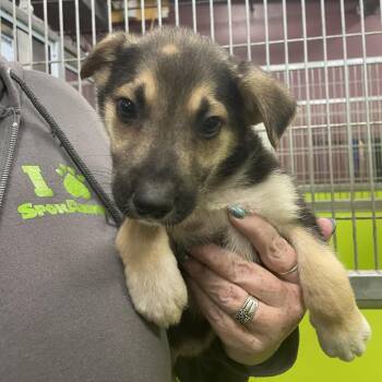 Cattle Dog and Mixed Breed Dogs Available for Adoption - Doodle | PetCurious