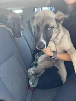 Siberian Husky and Mixed Breed Dogs Available for Adoption in Stockton, California - DIANA | PetCurious
