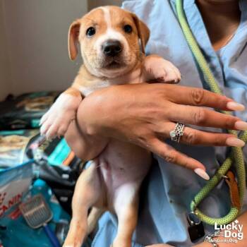 Puppy Preston -  Retriever Dog for Adoption in Washington, District Of Columbia - Puppy Preston | PetCurious