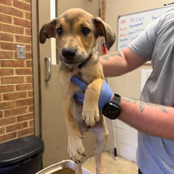 Lane -  Terrier and Shepherd Dog for Adoption in Birmingham, Alabama - Lane | PetCurious