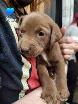 Kix -  Labrador Retriever Dog Available for Adoption in Evansville, Indiana - Kix | PetCurious