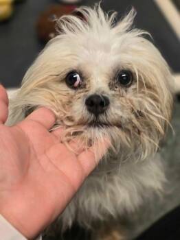 Woofy -  Shih Tzu Dog for Adoption in Aurora, Colorado - Woofy | PetCurious