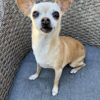 Chihuahua Dogs Available for Adoption in Manchester, New Hampshire - Sally In NH! Come Meet Our Adoptable Dogs Wednesday-Saturday. Mo | PetCurious