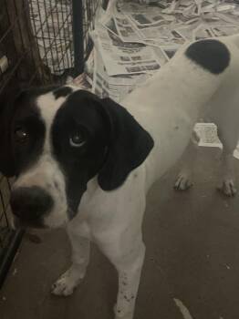 Jasper -  English Pointer Dog for Adoption in Billings, Montana - Jasper | PetCurious