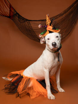 Rescue Mixed Breed Dogs for Adoption in Atlanta, Georgia - Duckie | PetCurious