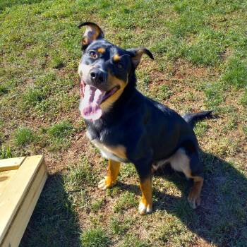 Mixed Breed Dogs Available for Adoption in York, Pennsylvania - Rocky | PetCurious