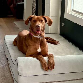 Annie -  Labrador Retriever Dog for Adoption in Lewisville, Indiana - Annie | PetCurious