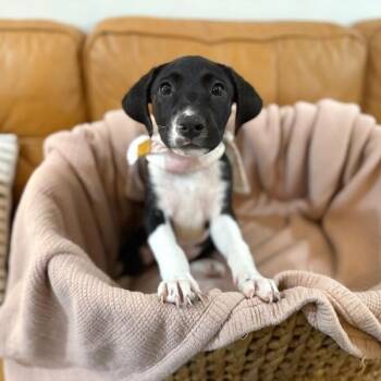 Joan the family pup -  Black Labrador Retriever and Shepherd Dog for Adoption in Friendswood, Texas - Joan The Family Pup | PetCurious