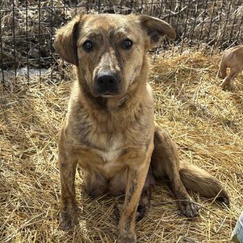 Mixed Breed Dogs Available for Adoption in Cando, Saskatchewan - Daisy | PetCurious