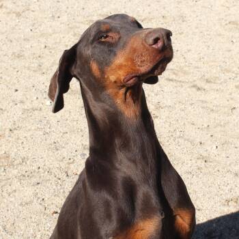 Dozier -  Doberman Pinscher Dog for Adoption in Yucca Valley, California - Dozier | PetCurious