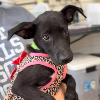 Rescue Shepherd and Greyhound Dogs for Adoption in Houston, Texas - Sweet Pea | PetCurious