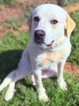 Labrador Retriever Dogs Available for Adoption in Derry, New Hampshire - Coca | PetCurious