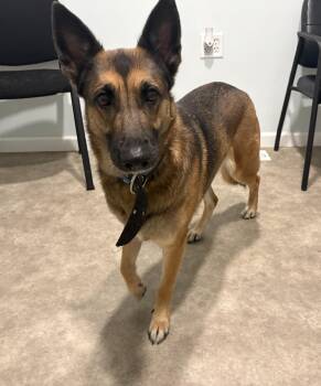 Rey -  Belgian Shepherd Malinois Dog for Adoption in Grant, Nebraska - Rey | PetCurious