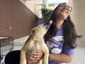 Labrador Retriever Dogs Available for Adoption in The Woodlands, Texas - Lola | PetCurious