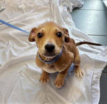 Mixed Breed Dogs Available for Adoption - Optimus | PetCurious