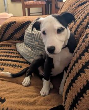 Bandit -  Boxer and Bull Terrier Dog for Adoption in Manhattan, Kansas - Bandit | PetCurious