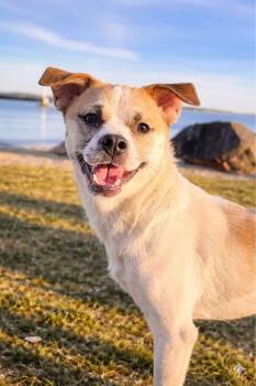 Jack Russell Terrier Dogs Available for Adoption - Ethan | PetCurious