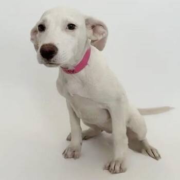 Ashling -  Mixed Breed Dog for Adoption in Brentwood, Missouri - Ashling | PetCurious