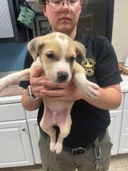 Pit Bull Terrier and Mixed Breed Dogs Available for Adoption - Breeze | PetCurious