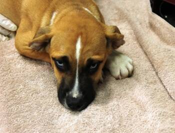 Rescue Black Mouth Cur and Mixed Breed Dogs for Adoption in Picayune, Mississippi - Finch | PetCurious