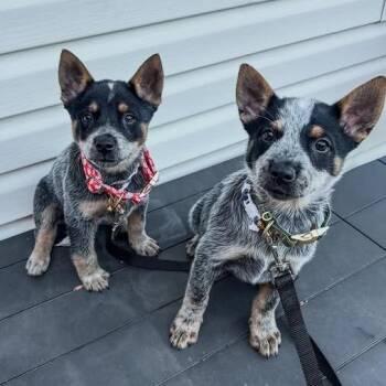 Talula -  Mixed Breed Dog for Adoption in West Olive, Michigan - Talula | PetCurious