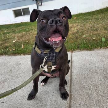 Rip Courtesy Listing -  Boxer and Terrier Dog for Adoption in Midland, Michigan - Rip Courtesy Listing | PetCurious