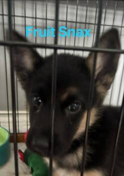 Fruit Snax -  Mixed Breed Dog Available for Adoption in Athens, Ontario - Fruit Snax | PetCurious