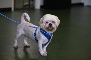 Lhasa Apso Dogs Available for Adoption in Falmouth, Maine - Hobbes | PetCurious