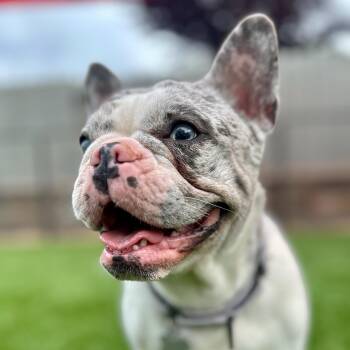 French Bulldog Dogs Available for Adoption in Citrus Heights, California - Harley | PetCurious