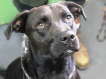 Rescue Labrador Retriever and Mixed Breed Dogs for Adoption in Picayune, Mississippi - Peri | PetCurious