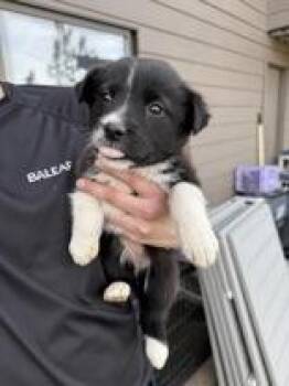 Border Collie Dogs Available for Adoption - Taylor Mae | PetCurious