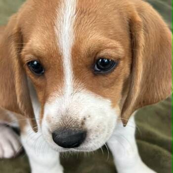 Gnocchi -*Available 7/11*Chino Hills Location -  Basset Hound and Beagle Dog for Adoption in Chino Hills, California - Gnocchi -*Available 7/11*Chino Hills Location | PetCurious