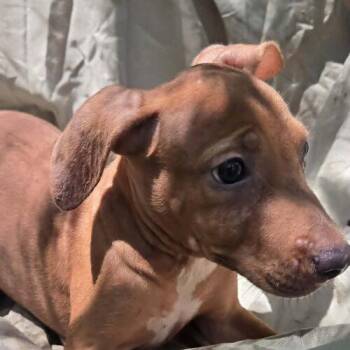 Aric -  Pit Bull Terrier Dog for Adoption in Jackson, Louisiana - Aric | PetCurious
