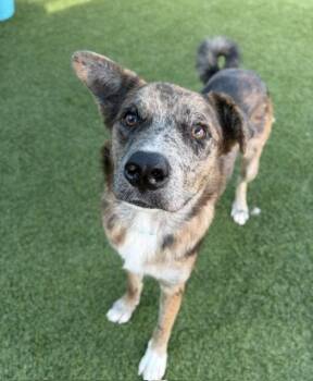 Shadow -  Terrier Dog for Adoption in Bloomfield, Connecticut - Shadow | PetCurious