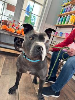 Rescue Pit Bull Terrier Dogs for Adoption in Winston-salem, North Carolina - Homer COMING SOON | PetCurious