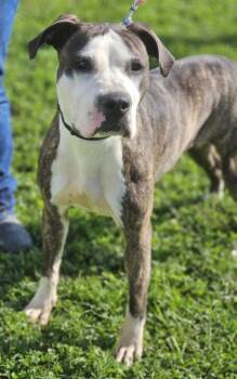Rescue Mixed Breed Dogs for Adoption in West Chester, Pennsylvania - Matilda Fka Dog 41 | PetCurious