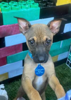 Dachshund and Black Mouth Cur Dogs Available for Adoption in West Palm Beach, Florida - Fifa | PetCurious