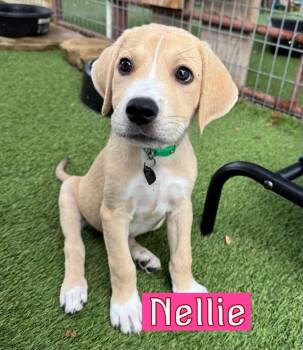 Nellie -  Labrador Retriever Dog for Adoption in Fort Worth, Texas - Nellie | PetCurious