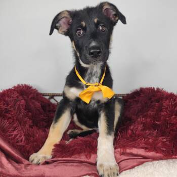 Raid -  German Shepherd Dog Dog for Adoption in Fort Wayne, Indiana - Raid | PetCurious