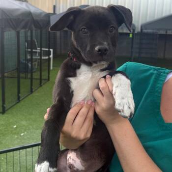 Pit Bull Terrier Dogs Available for Adoption in Tampa, Florida - Roley | PetCurious