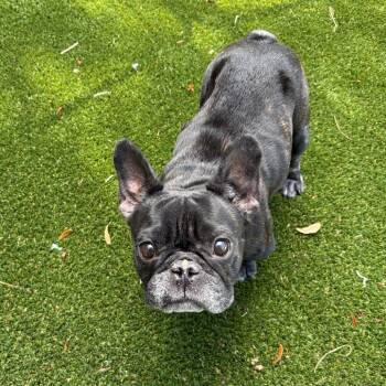 Coco 3325 -  French Bulldog Dog for Adoption in Loxahatchee Groves, Florida - Coco 3325 | PetCurious