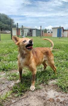 Etta -  Chihuahua Dog for Adoption in Winter Garden, Florida - Etta | PetCurious