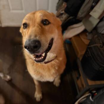 Rescue German Shepherd Dog Dogs for Adoption in Riverside, California - Duke | PetCurious