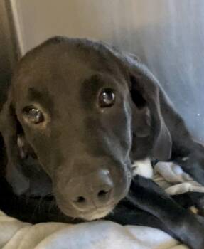 Abel -  Labrador Retriever Dog for Adoption in Parma, Ohio - Abel | PetCurious