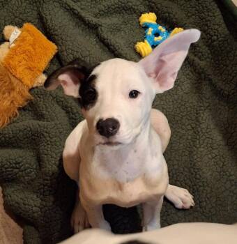 PISTACHIO -  Australian Cattle Dog Blue Heeler Dog for Adoption in Broomfield, Colorado - PISTACHIO | PetCurious