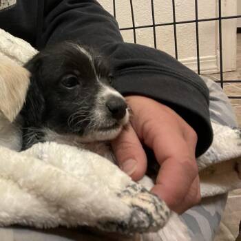 Espresso -  Miniature Poodle and Mixed Breed Dog for Adoption in Tacoma, Washington - Espresso | PetCurious