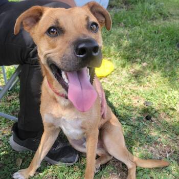 Rescue Mixed Breed Dogs for Adoption in Houston, Texas - Rex | PetCurious
