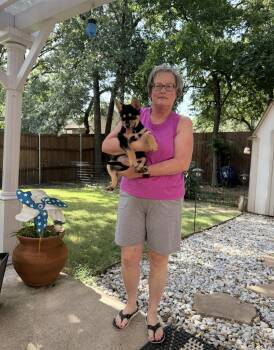 Peaches -  Australian Kelpie Dog for Adoption in Euless, Texas - Peaches | PetCurious